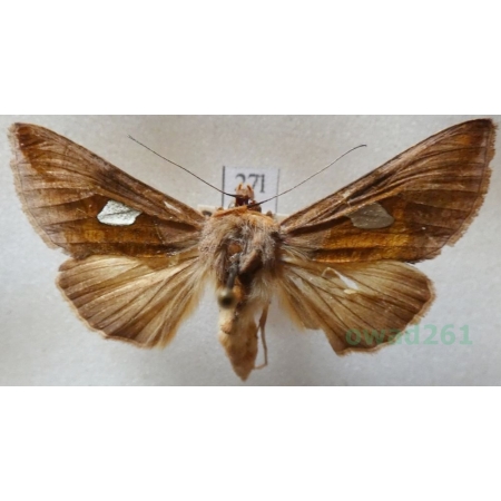 Autographa bractea (Denis & Schiffermüller, 1775) Czech27l